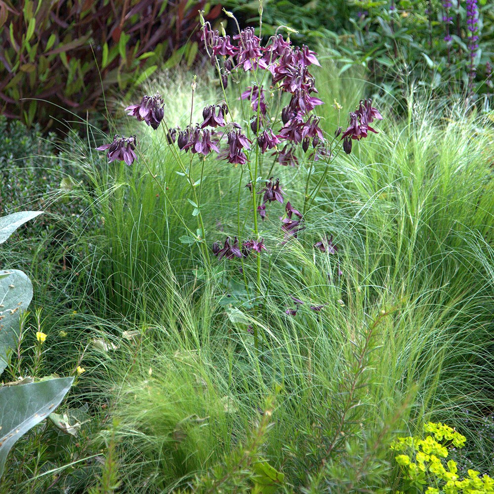 <i>Aquilegia vulgaris</i> 'William Guiness'