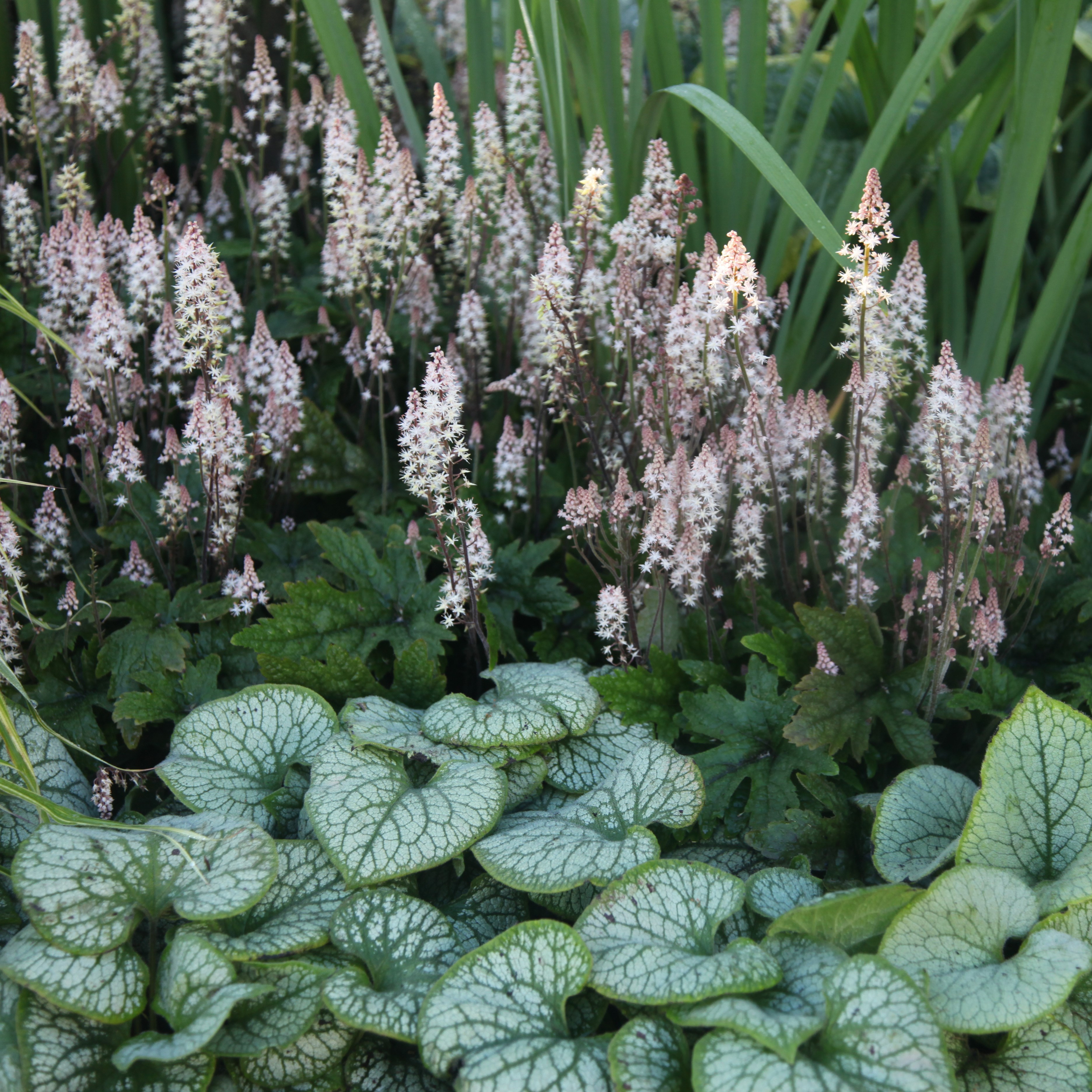 Tiarella & Brunnera plant combination
