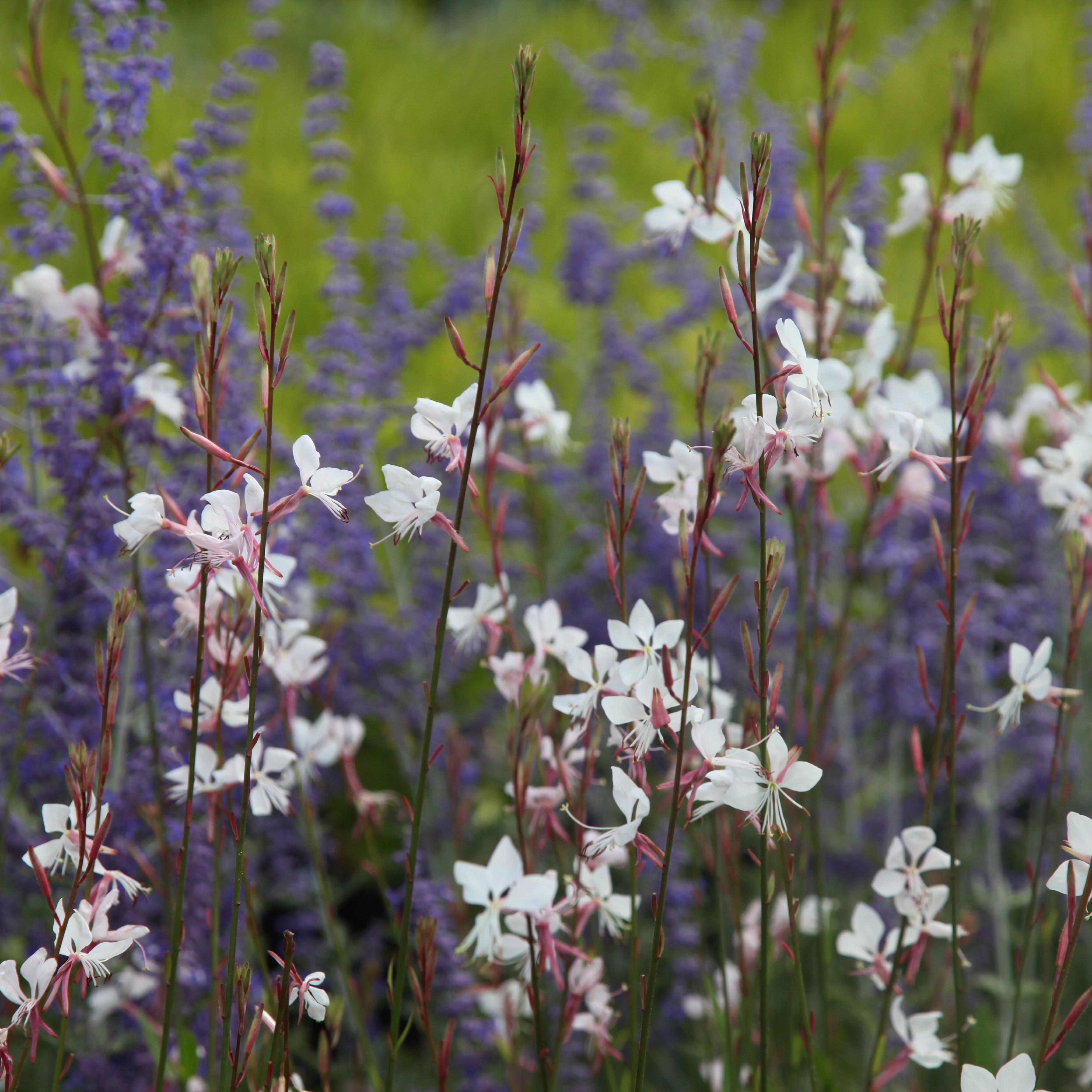 Oenothera & Perovskia plant combination