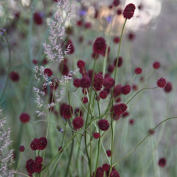 Prairie plant combination