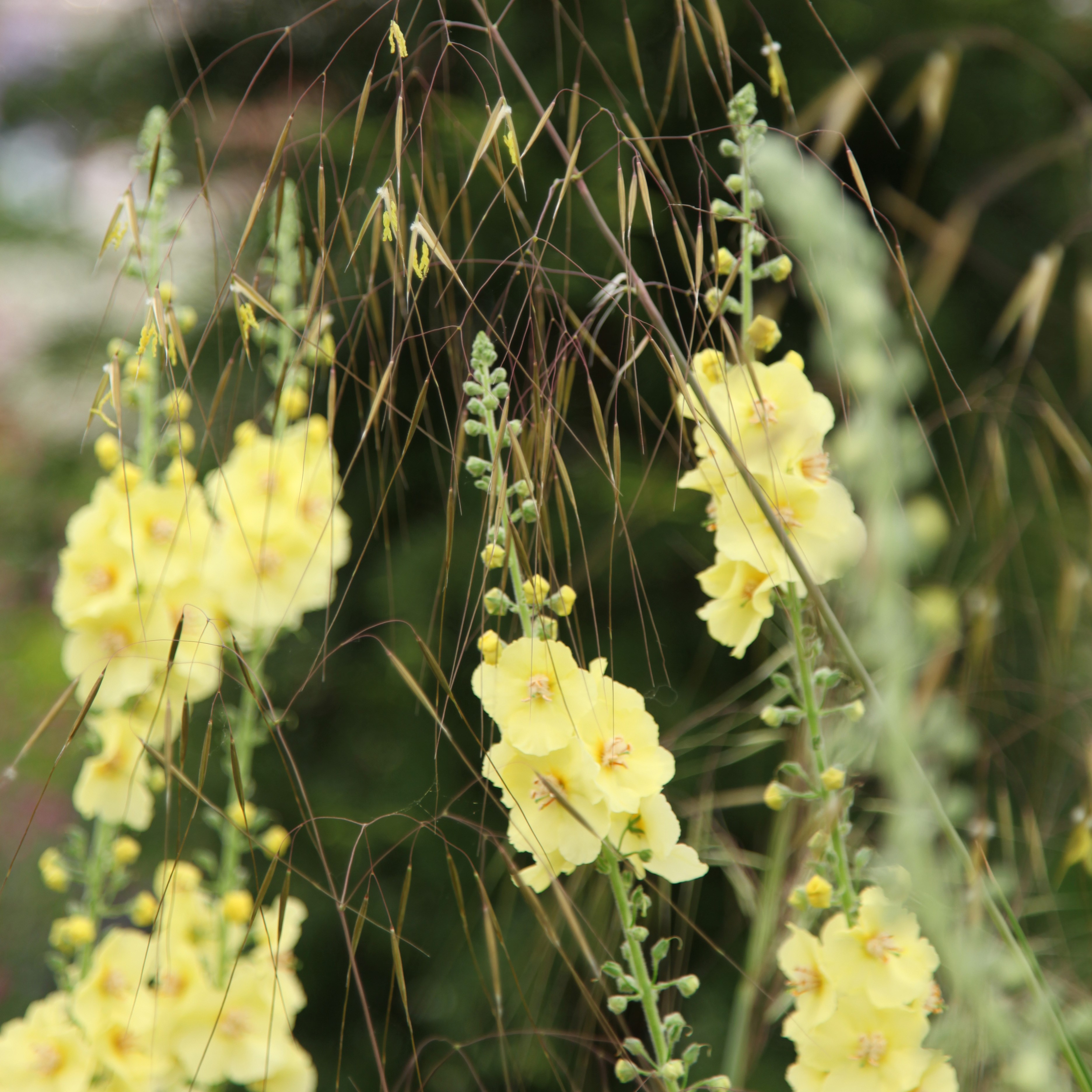 Stipa & Verbascum plant combination
