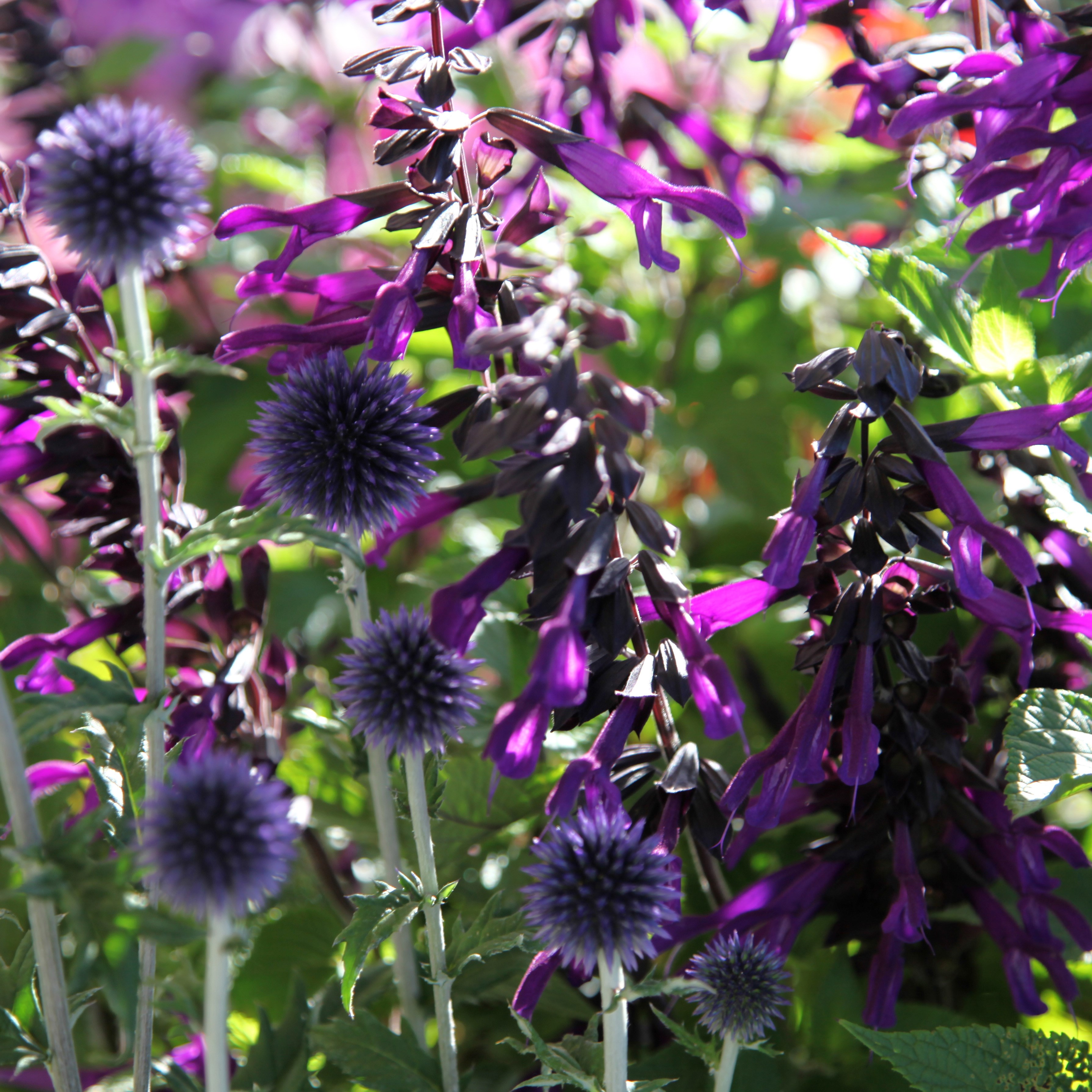 Echinops & Salvia plant combination