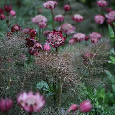 Bruised burgundy plant combination