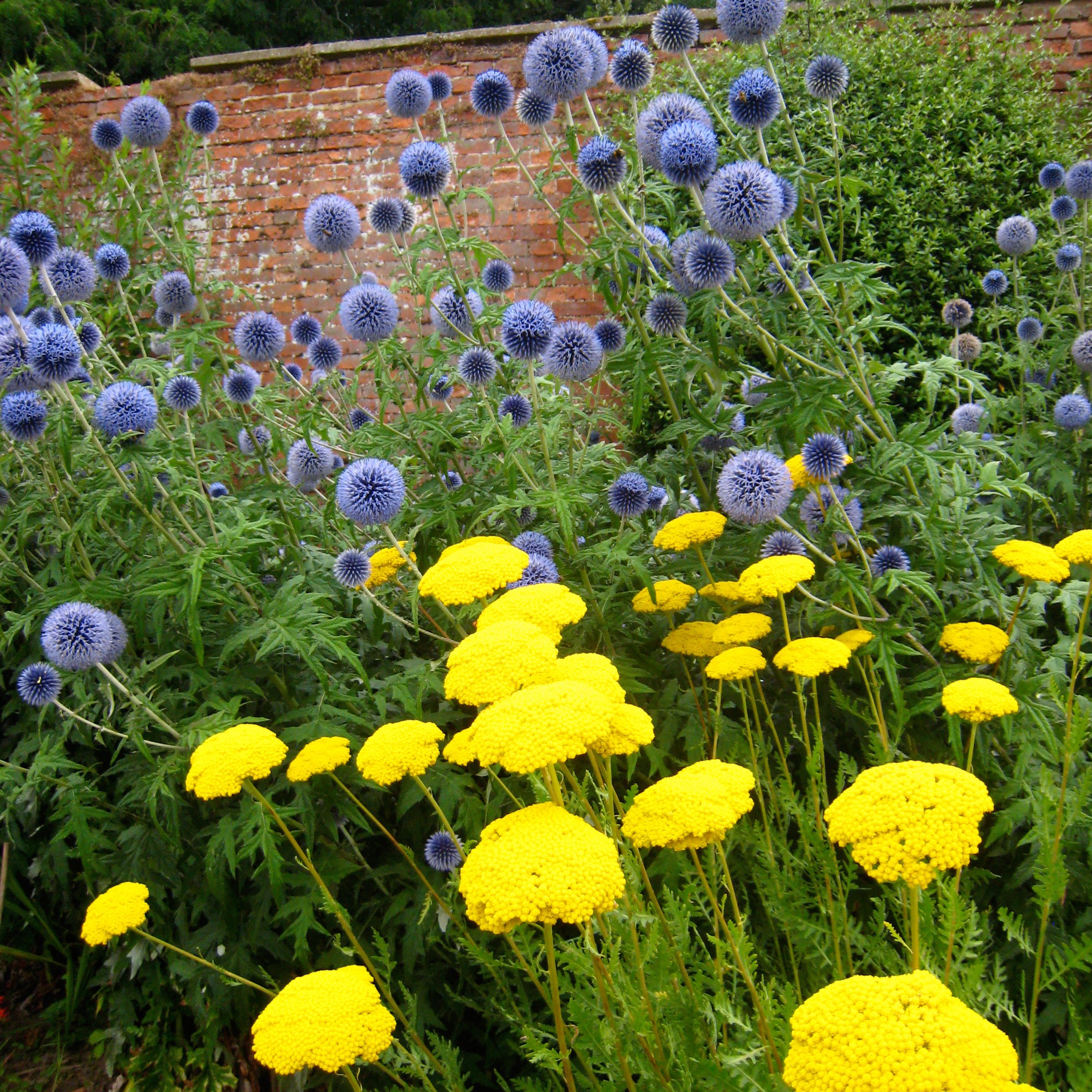 Echinops & Achillea plant combination