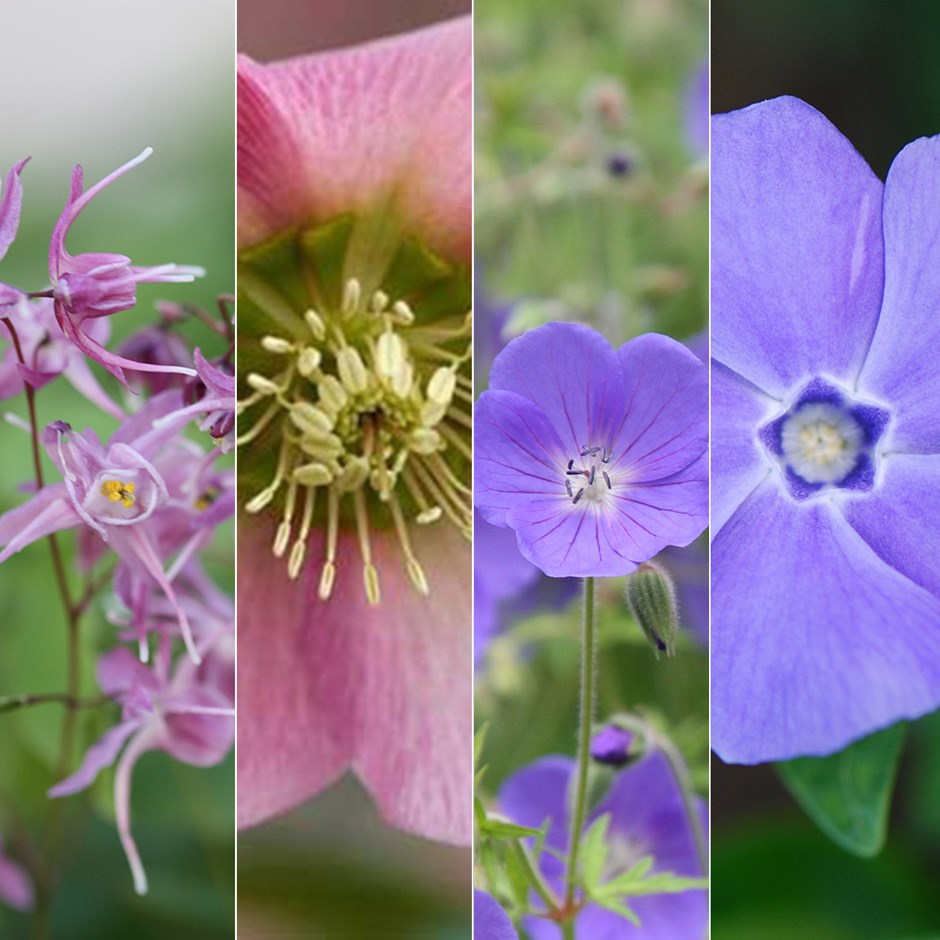 Pink & purple dry shade plant combination