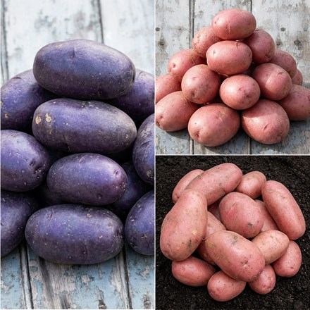 Sarpo blight resistant potato collection