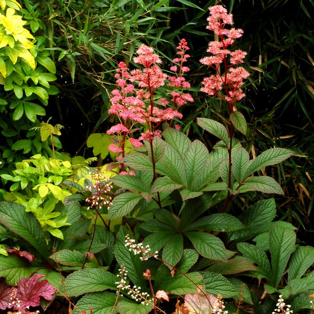<i>Rodgersia</i> 'Bronze Peacock'