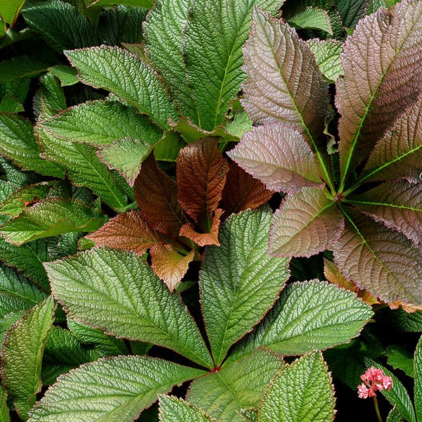 <i>Rodgersia</i> 'Bronze Peacock'