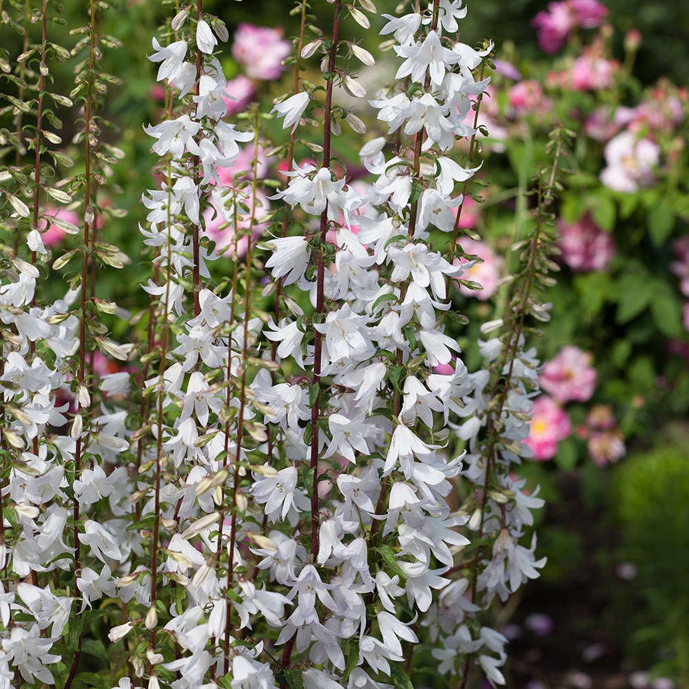 <i>Adenophora pereskiifolia</i> 'White Blaze'