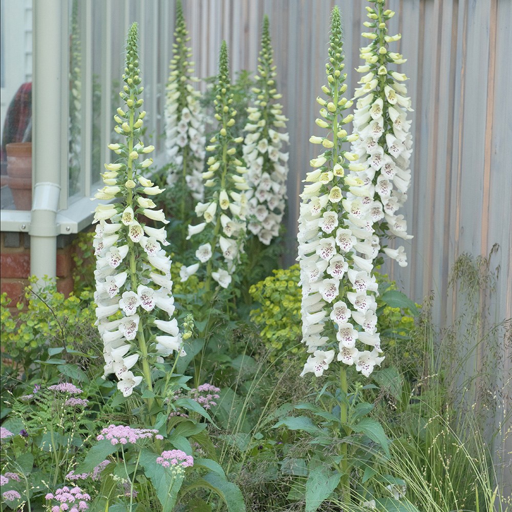 <I>Digitalis purpurea</i> 'Dalmatian White' (Dalmatian Series)