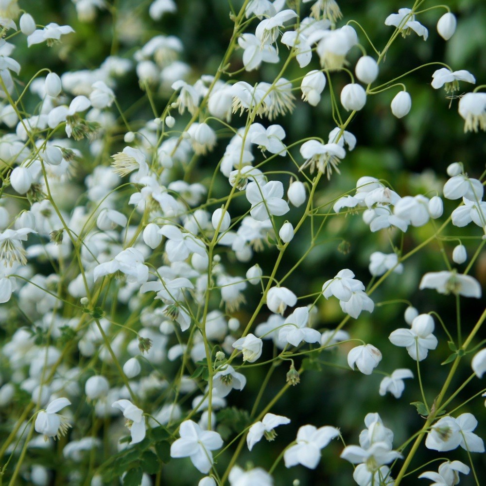 <i>Thalictrum</i> <b class=small-caps>Splendide White</b> ('Fr21034') (PBR)