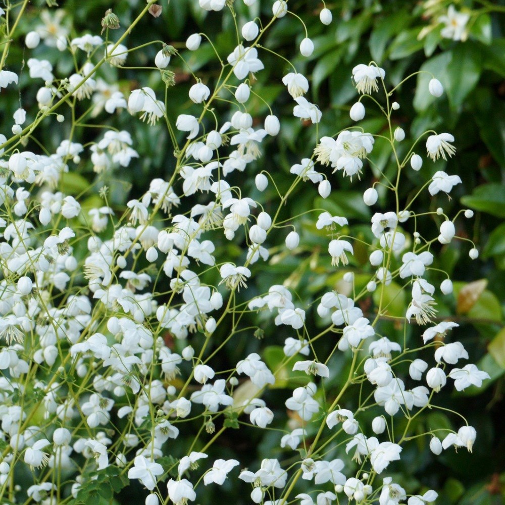 <i>Thalictrum</i> <b class=small-caps>Splendide White</b> ('Fr21034') (PBR)