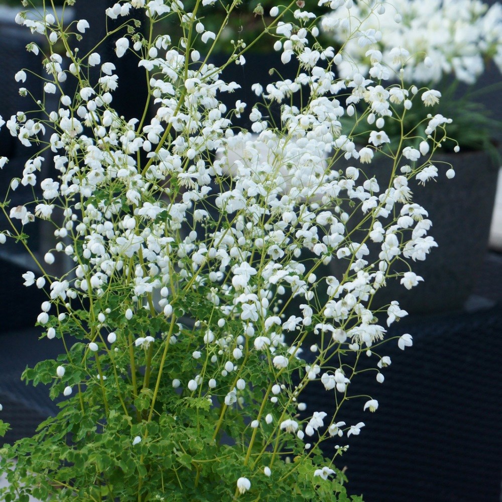 <i>Thalictrum</i> <b class=small-caps>Splendide White</b> ('Fr21034') (PBR)