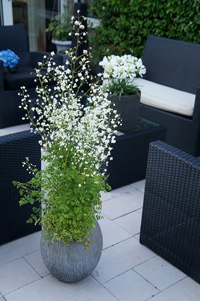 <i>Thalictrum</i> <b class=small-caps>Splendide White</b> ('Fr21034') (PBR)