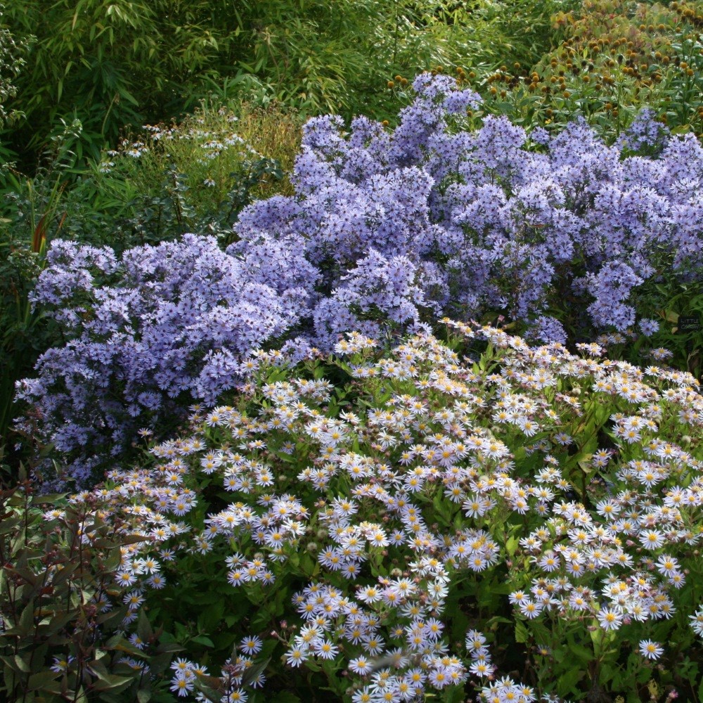 <i>Symphyotrichum</i> 'Little Carlow' (cordifolius hybrid)