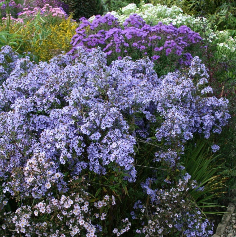 <i>Symphyotrichum</i> 'Little Carlow' (cordifolius hybrid)