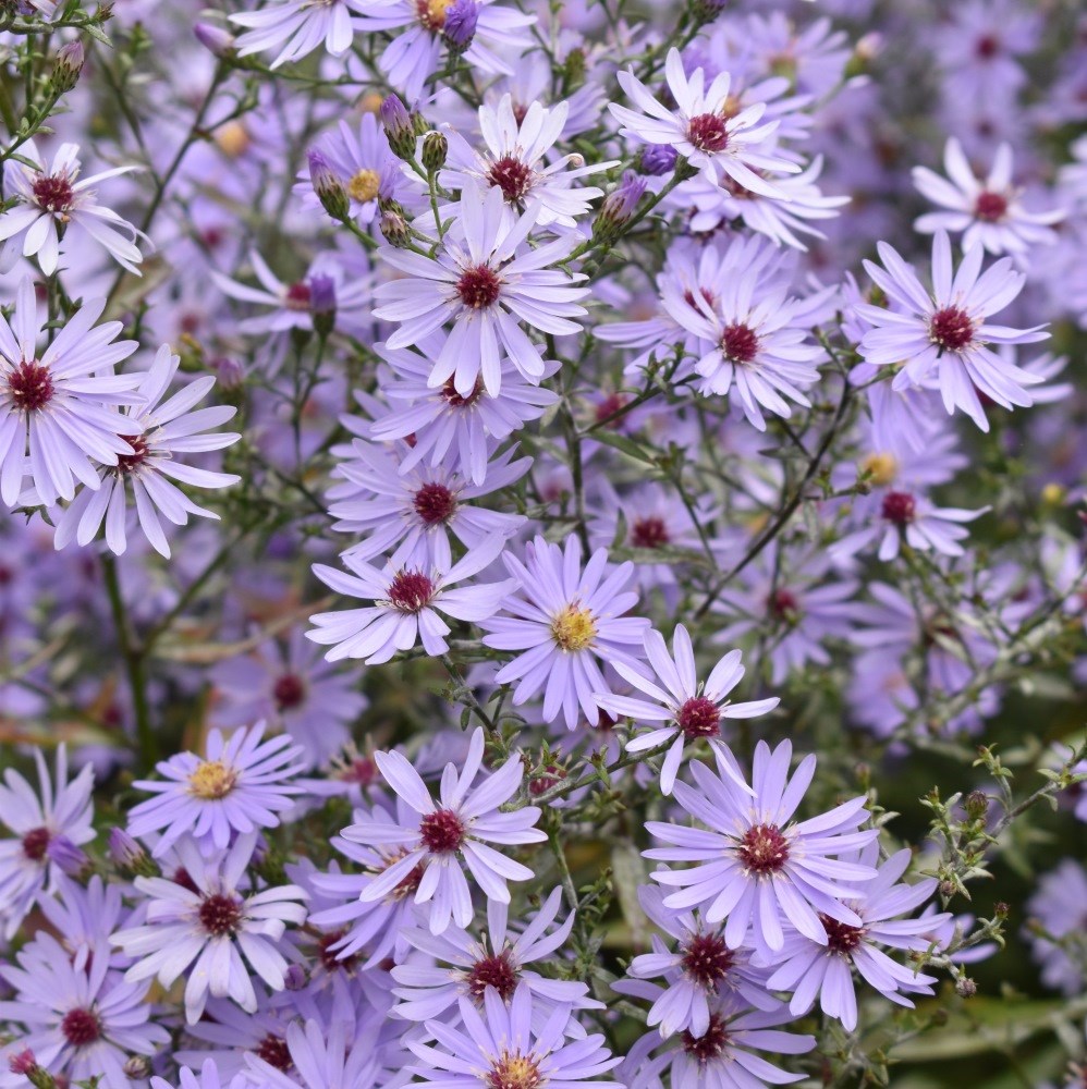 <i>Symphyotrichum</i> 'Little Carlow' (cordifolius hybrid)
