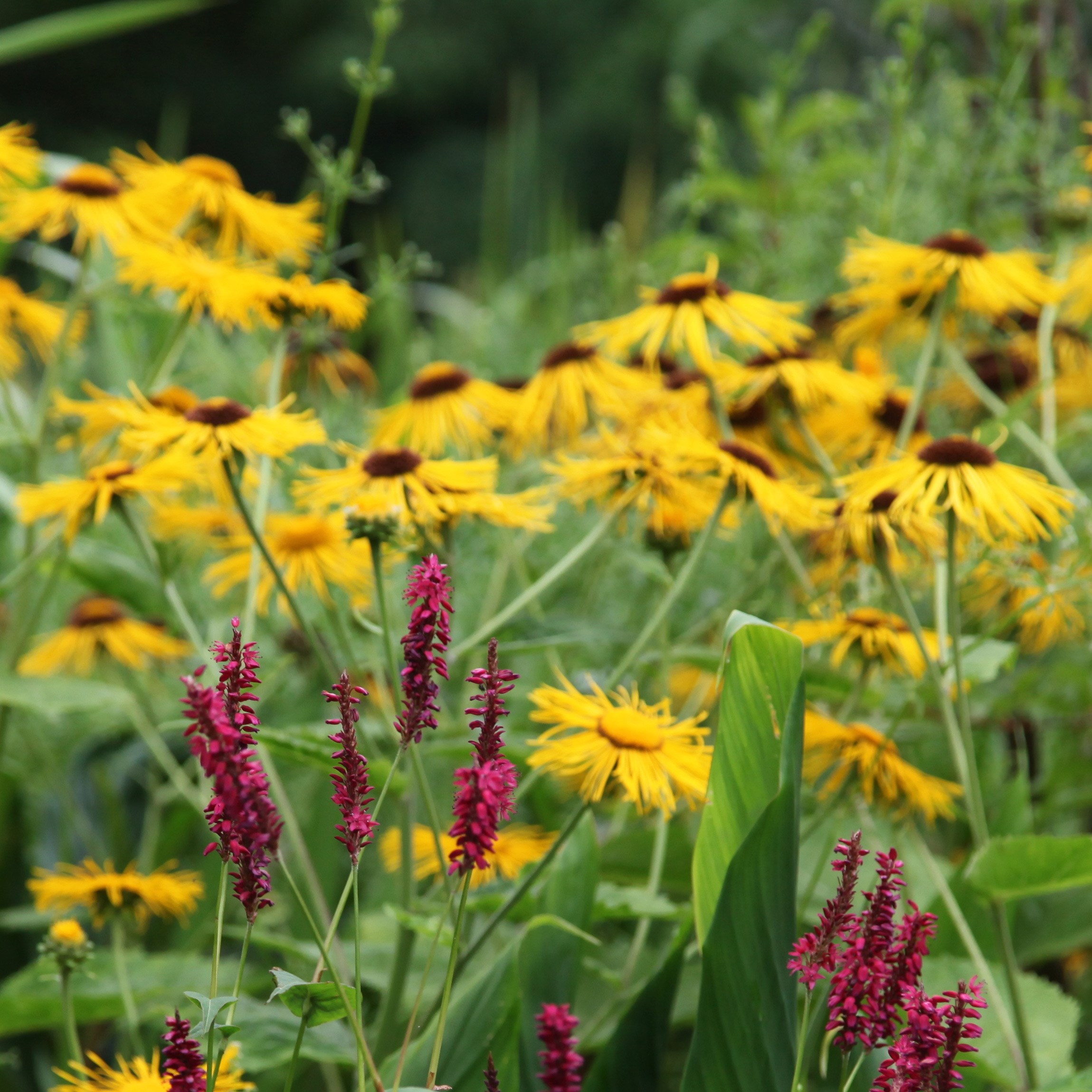 <i>Inula helenium</i> 
