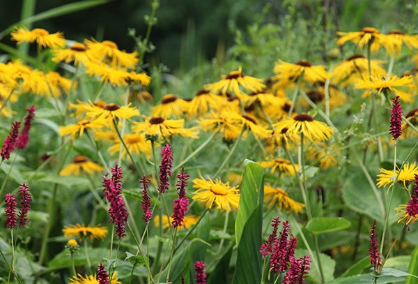 <i>Inula helenium</i> 