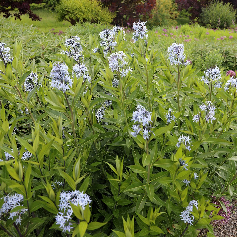 <i>Amsonia tabernaemontana</i> var. <i>salicifolia</I>