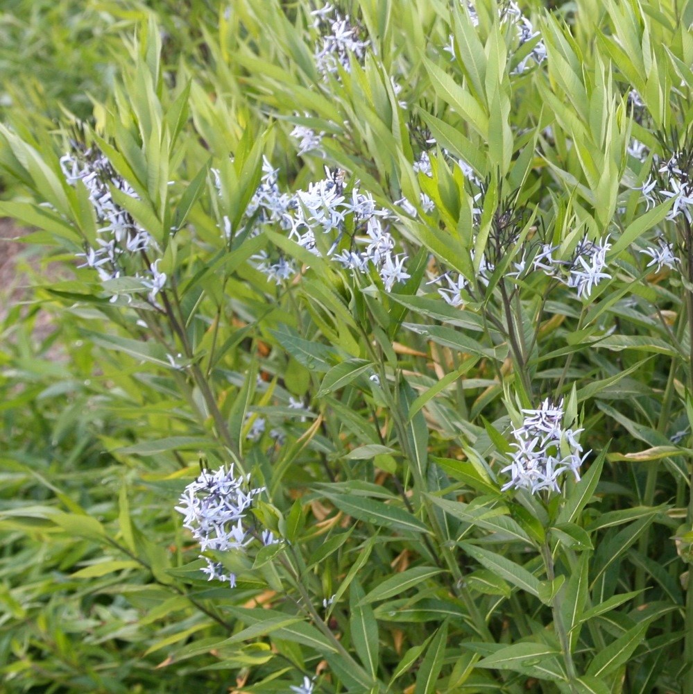 <i>Amsonia tabernaemontana</i> var. <i>salicifolia</I>