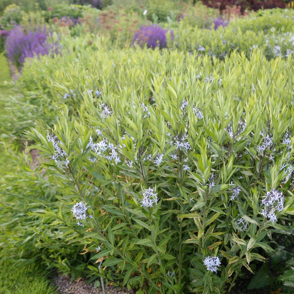 <i>Amsonia tabernaemontana</i> var. <i>salicifolia</I>