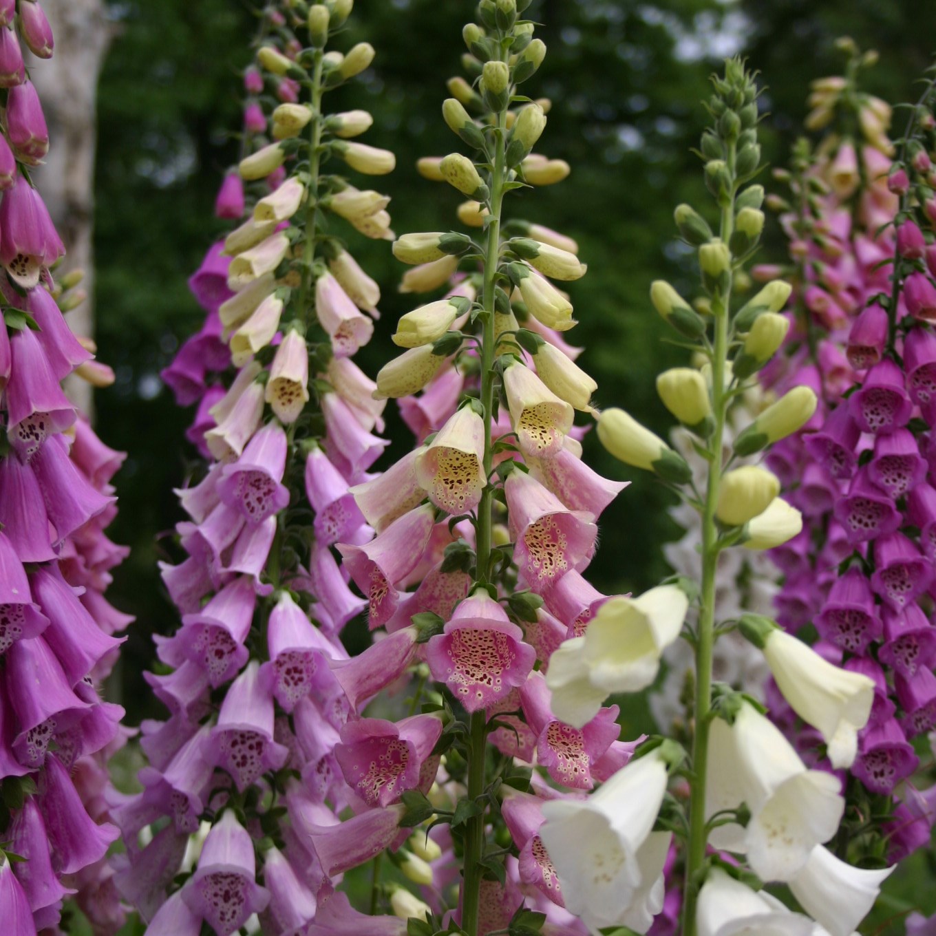 <I>Digitalis purpurea</i> Excelsior Group