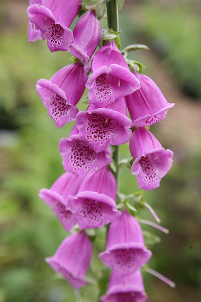 <I>Digitalis purpurea</i> Excelsior Group