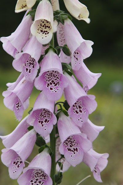 <I>Digitalis purpurea</i> Excelsior Group