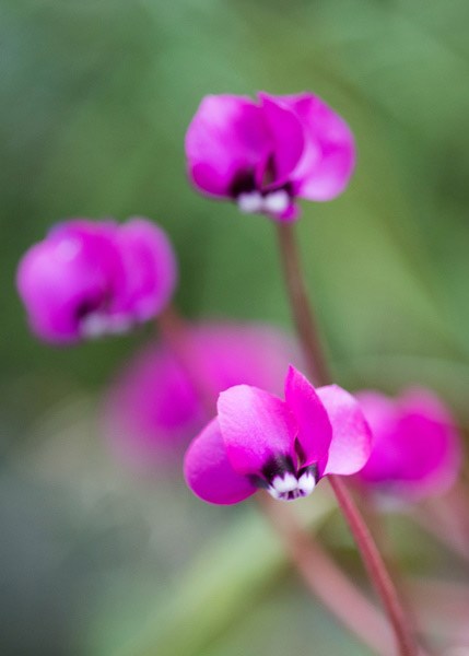 <i>Cyclamen coum</i> 'Rubrum'