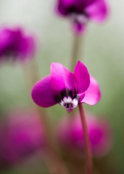 <i>Cyclamen coum</i> 'Rubrum'