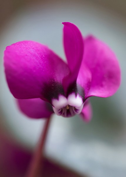 <i>Cyclamen coum</i> 'Rubrum'