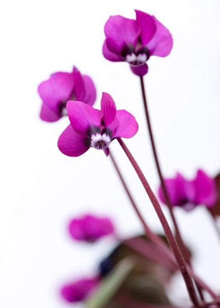 <i>Cyclamen coum</i> 'Rubrum'