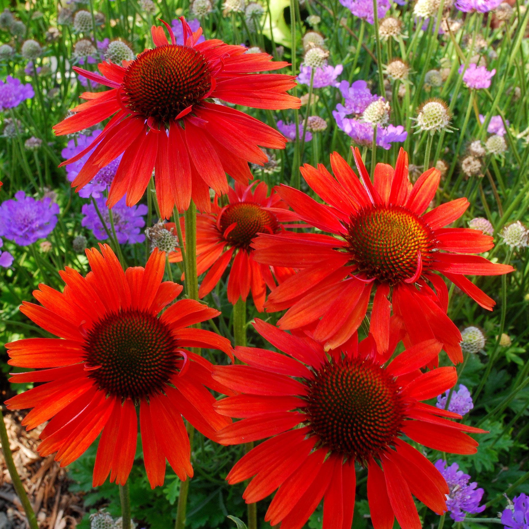 <I>Echinacea</i> 'Hot Lava' (PBR)