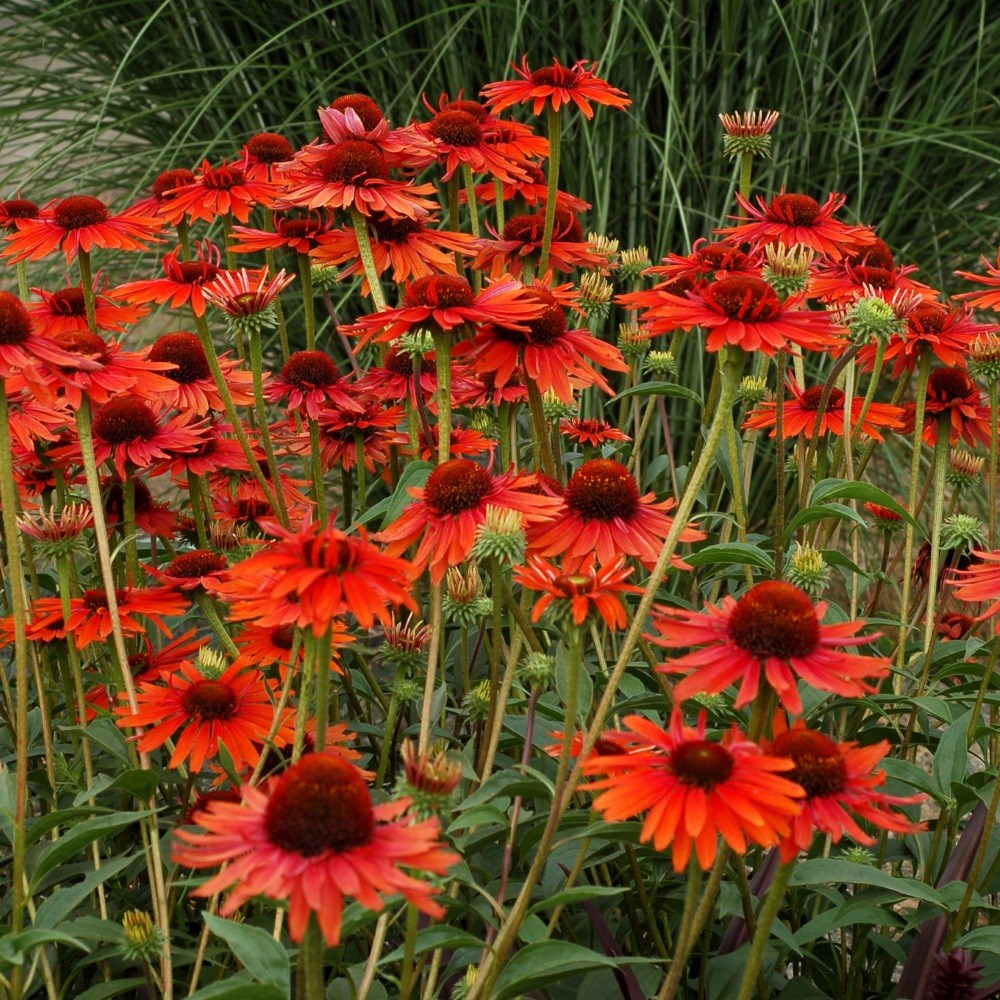 <I>Echinacea</i> 'Hot Lava' (PBR)