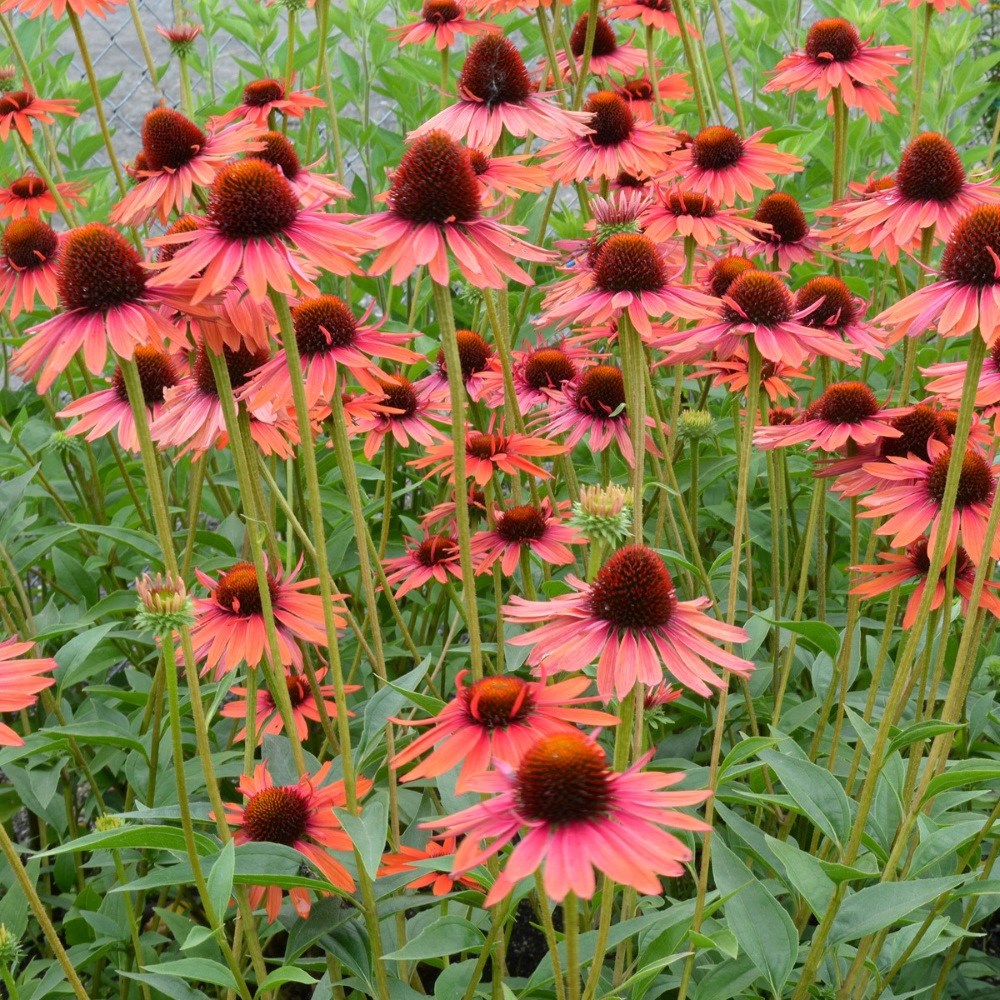 <I>Echinacea</i> 'Hot Lava' (PBR)