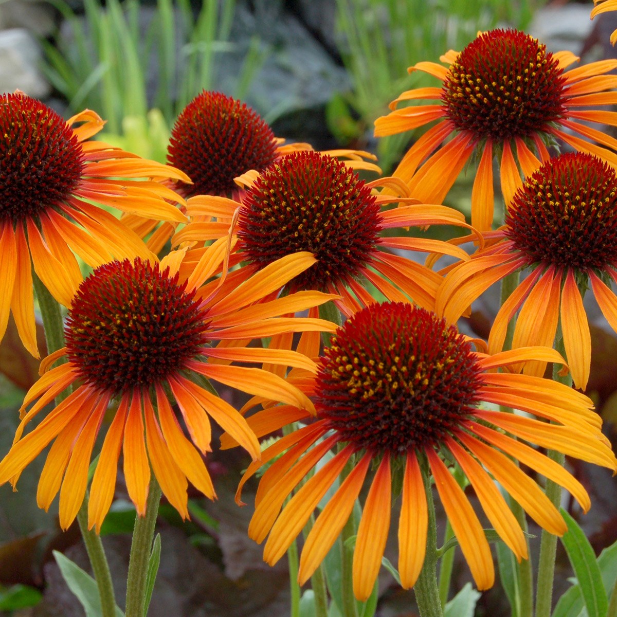 <I>Echinacea</i> 'Flame Thrower' (PBR)