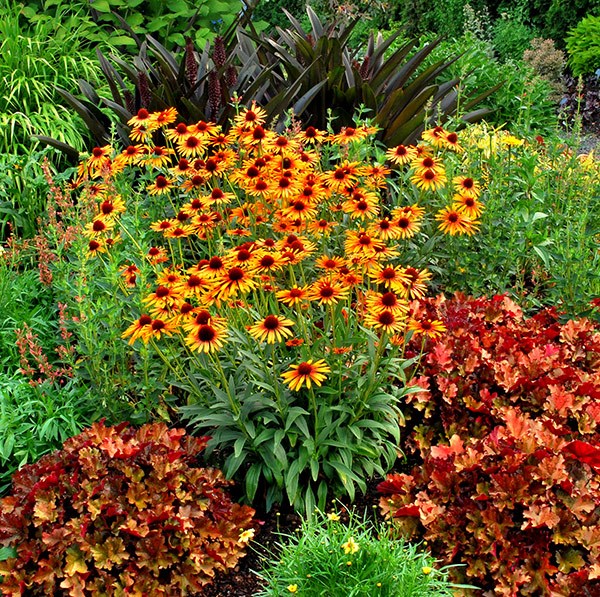 <I>Echinacea</i> 'Flame Thrower' (PBR)