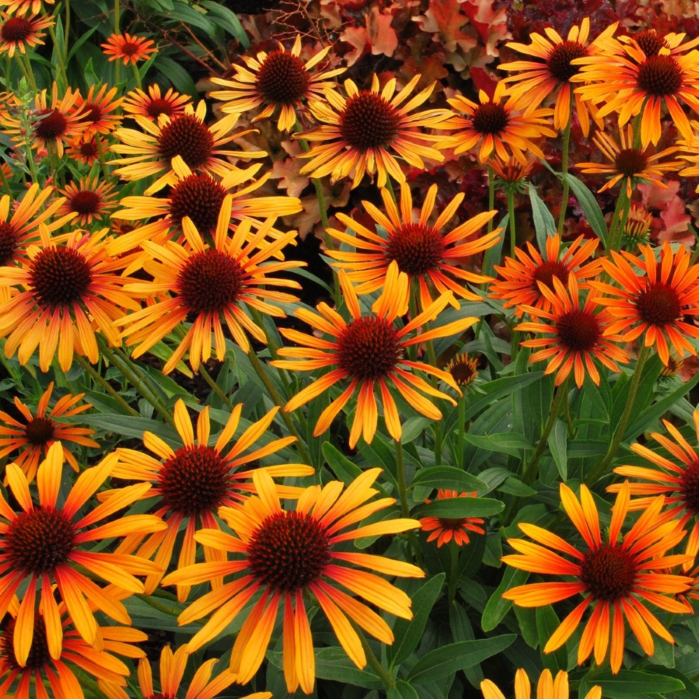 <I>Echinacea</i> 'Flame Thrower' (PBR)