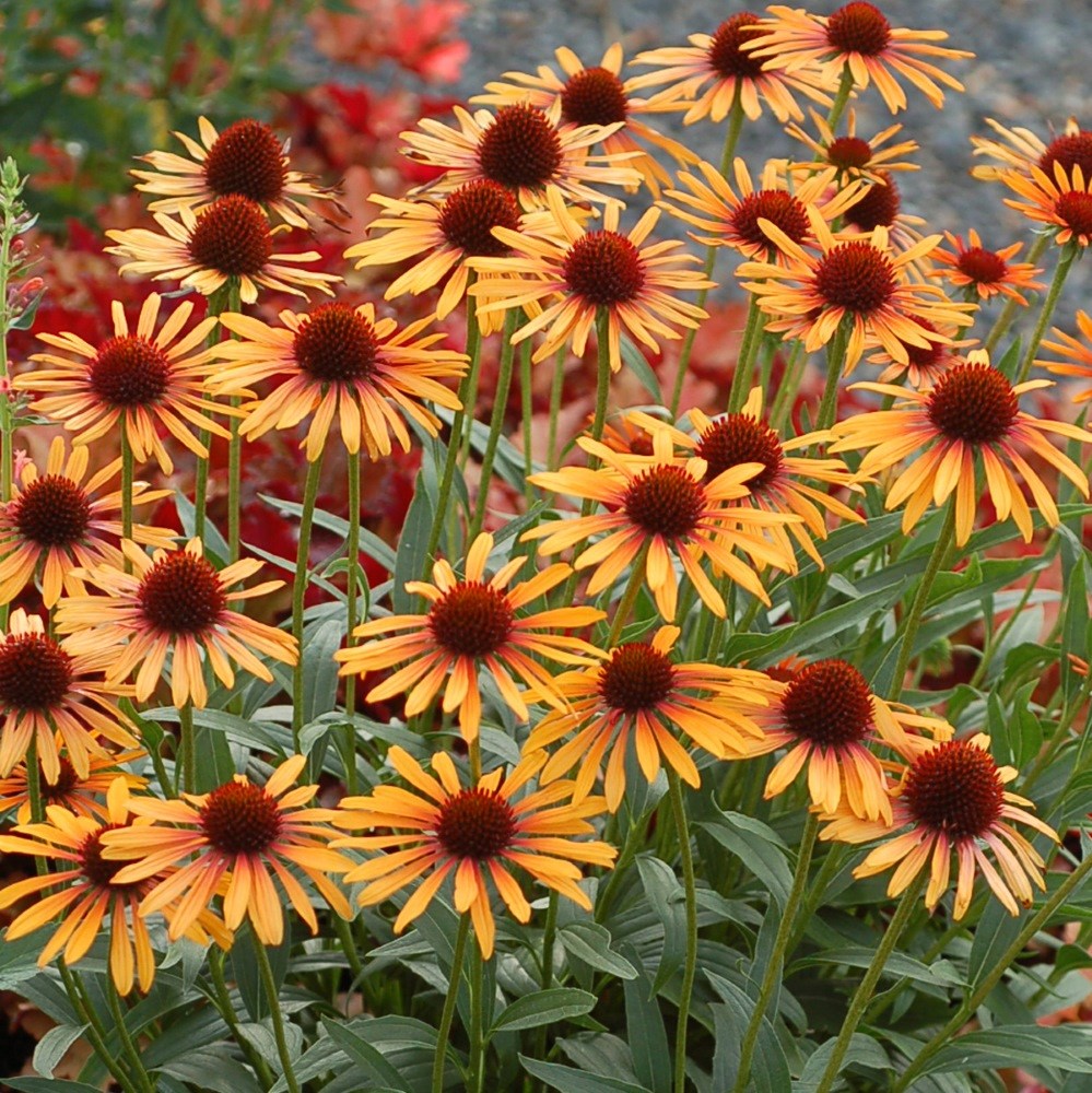 <I>Echinacea</i> 'Flame Thrower' (PBR)