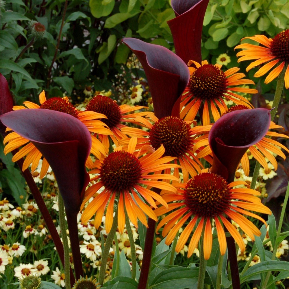 <I>Echinacea</i> 'Flame Thrower' (PBR)