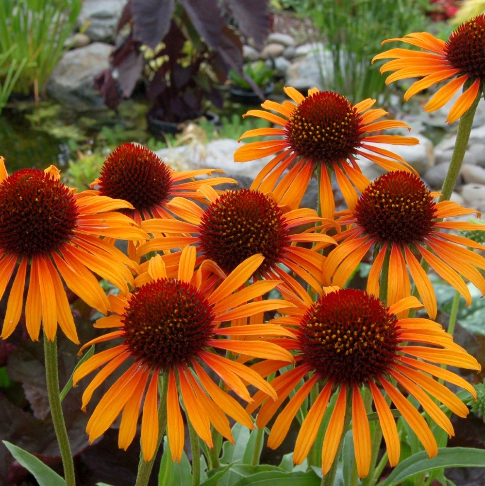 <I>Echinacea</i> 'Flame Thrower' (PBR)