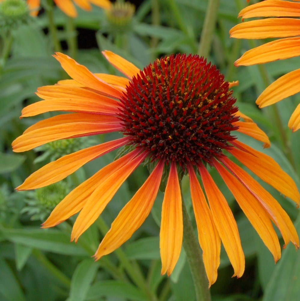 <I>Echinacea</i> 'Flame Thrower' (PBR)