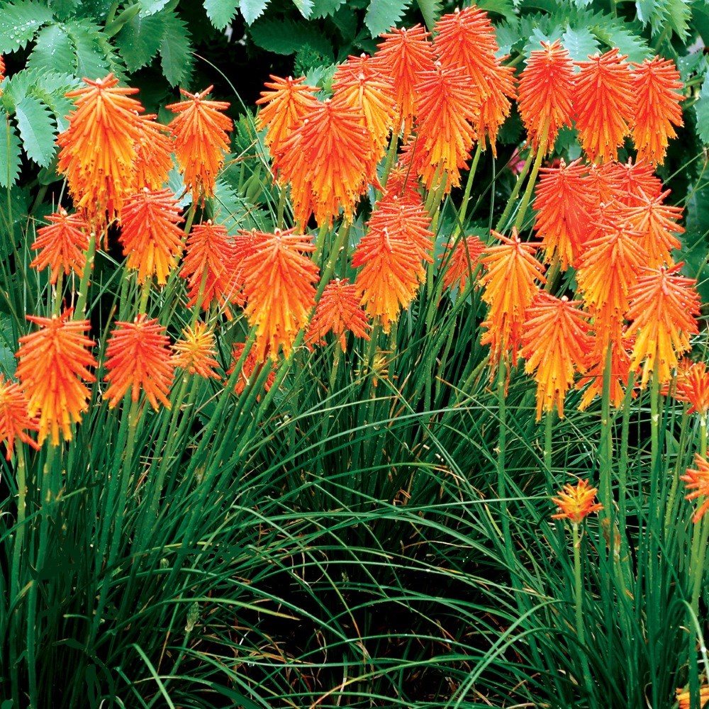 <i>Kniphofia</i> <b class=small-caps>Ember Glow</b> ('Tneg') (PBR) (Glow Series)