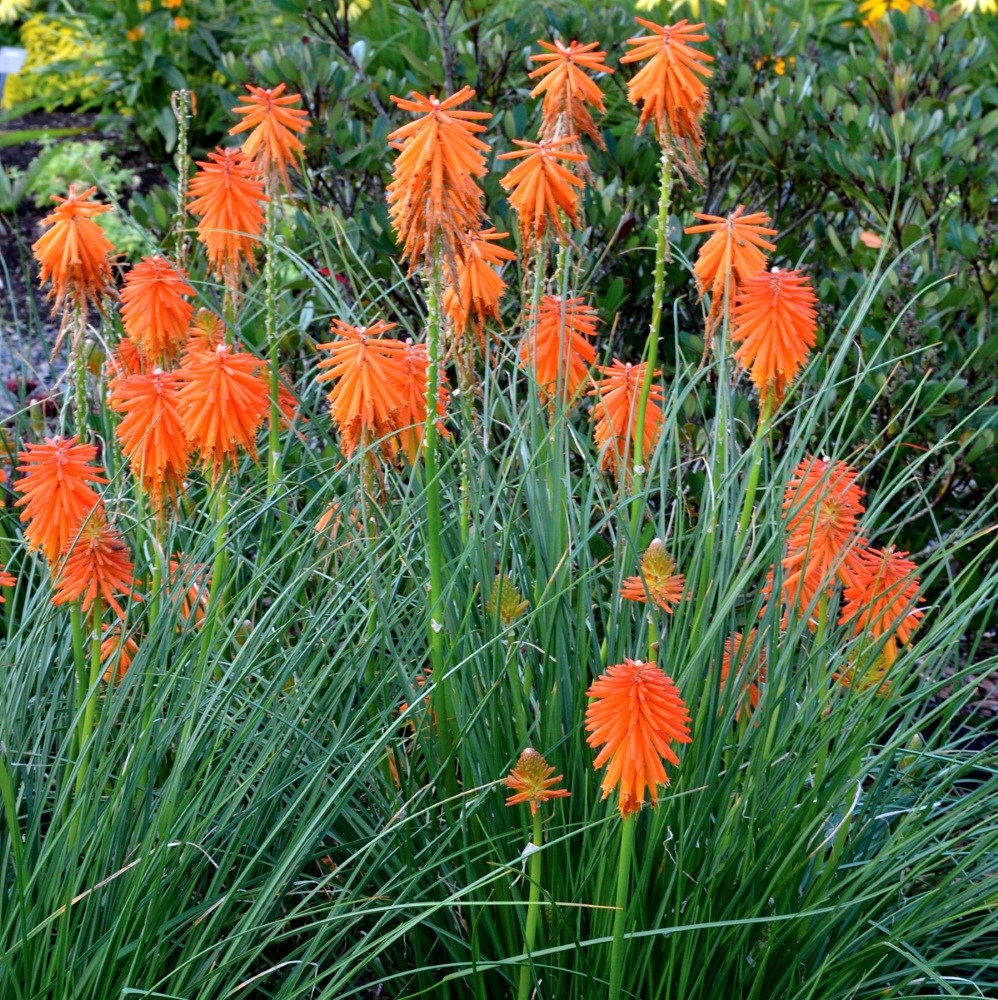 <i>Kniphofia</i> <b class=small-caps>Ember Glow</b> ('Tneg') (PBR) (Glow Series)