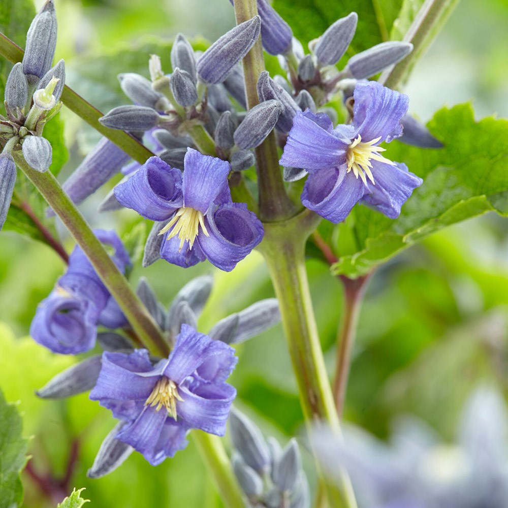 <I>Clematis</i> 'New Love' (PBR)