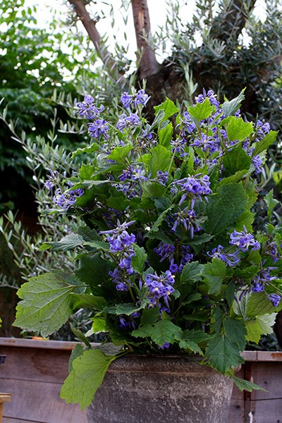 <I>Clematis</i> 'New Love' (PBR)