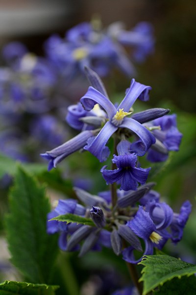 <I>Clematis</i> 'New Love' (PBR)