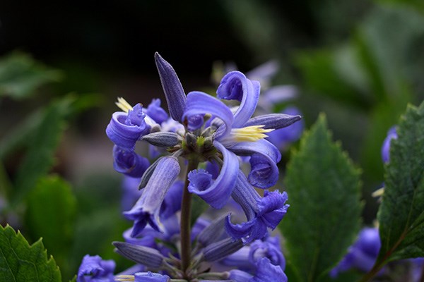 <I>Clematis</i> 'New Love' (PBR)