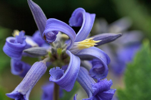 <I>Clematis</i> 'New Love' (PBR)